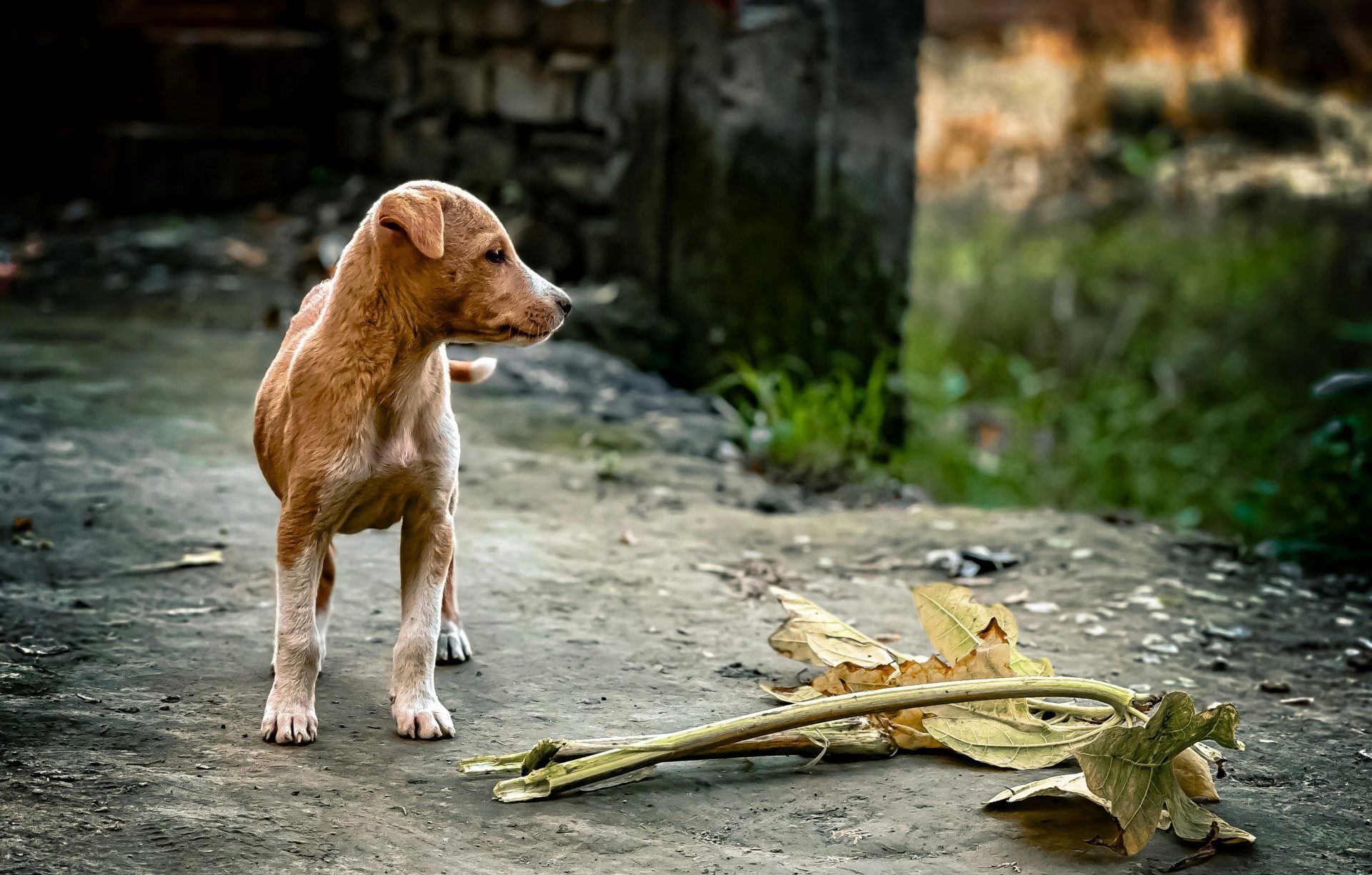 寂しげな場所で茶色い犬がひっそりと立っている