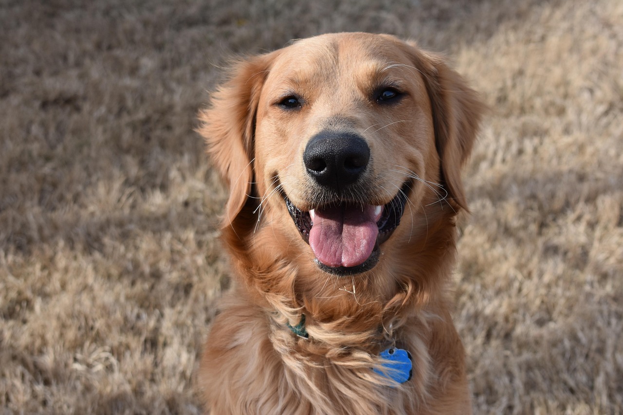 微笑むゴールデン・レトリーバーの顔