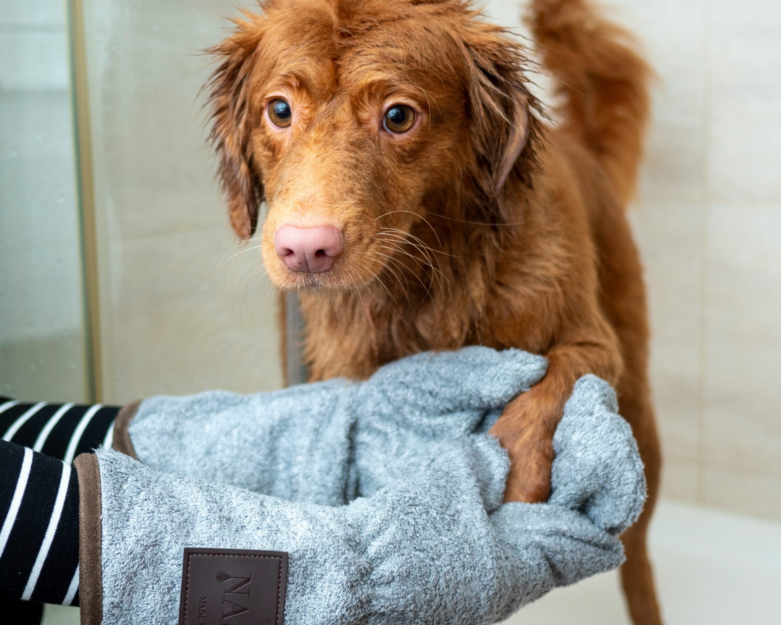 半乾きの茶色い犬がタオルで足を拭かれている