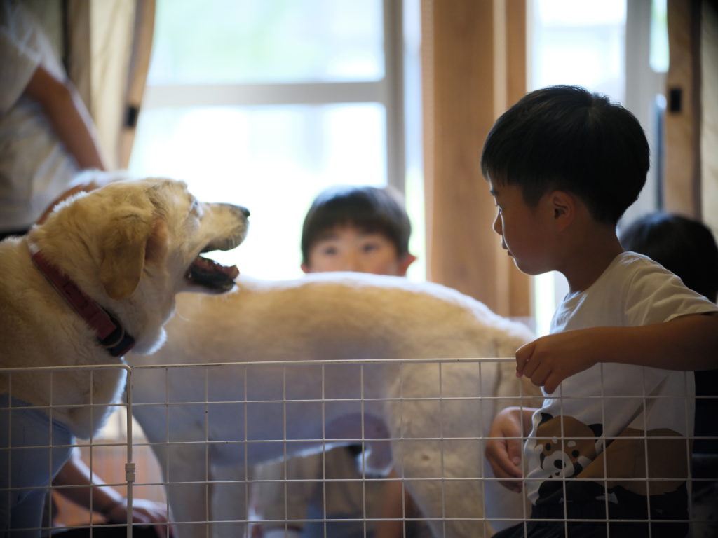 毛の短い犬まとめ】短毛犬の特徴と人気犬種10選 – 大型犬のための情報