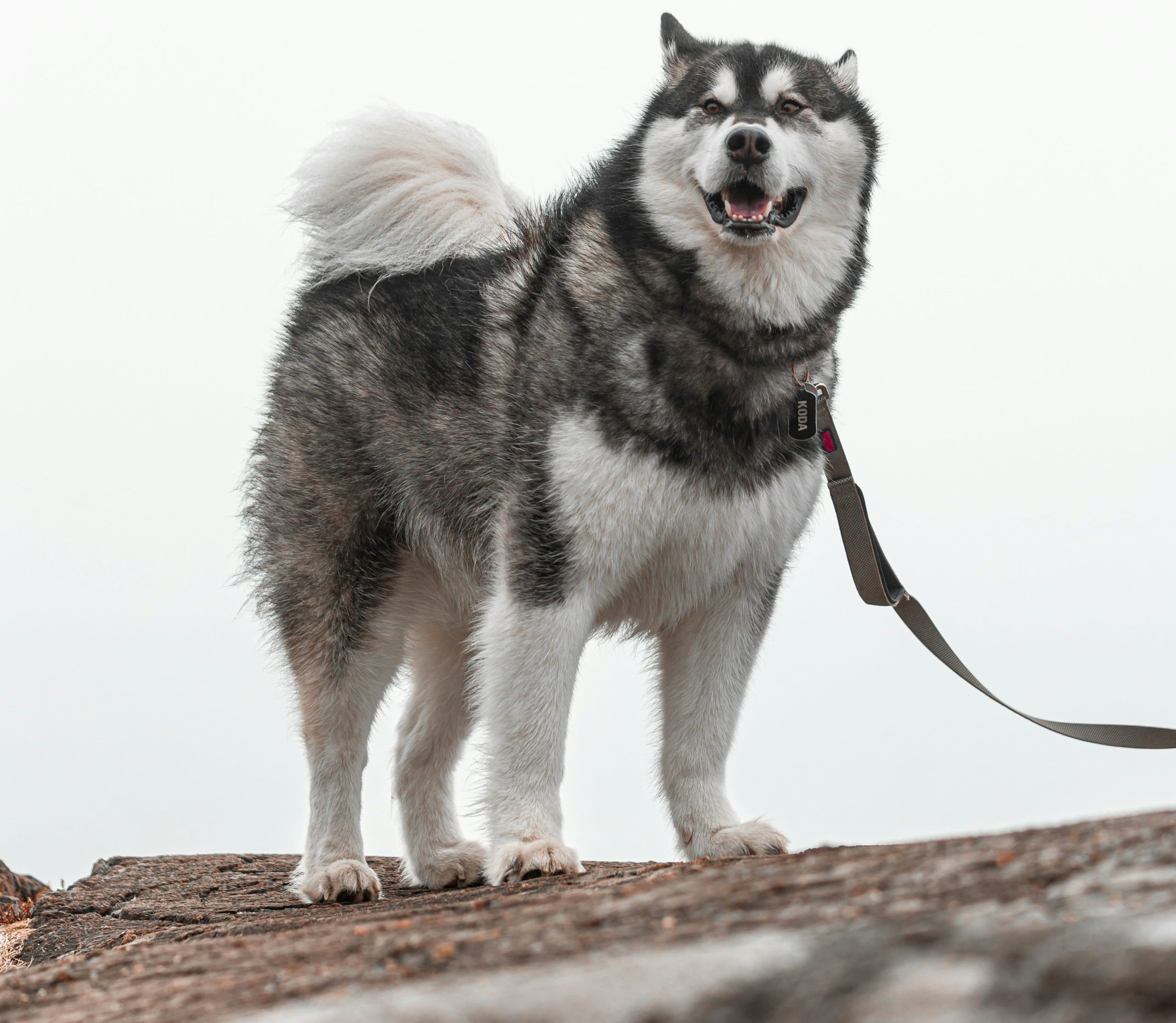 0be1e4cac50d4147fe3213683ec0f5