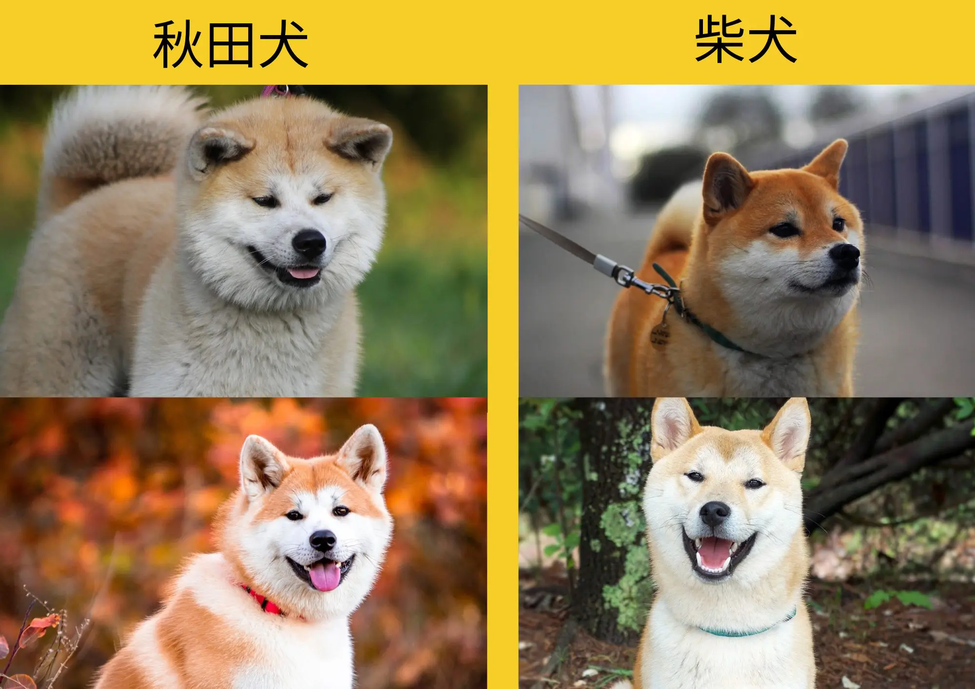 秋田犬と柴犬の違いがまる分かり！特徴・飼い方・会える場所まで徹底ガイド – 大型犬のための情報メディアBIG DOG LUCK ビッグドッグラック