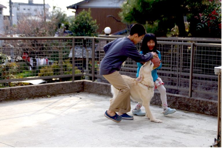 屋外で男の子と女の子と遊ぶ白い大型犬