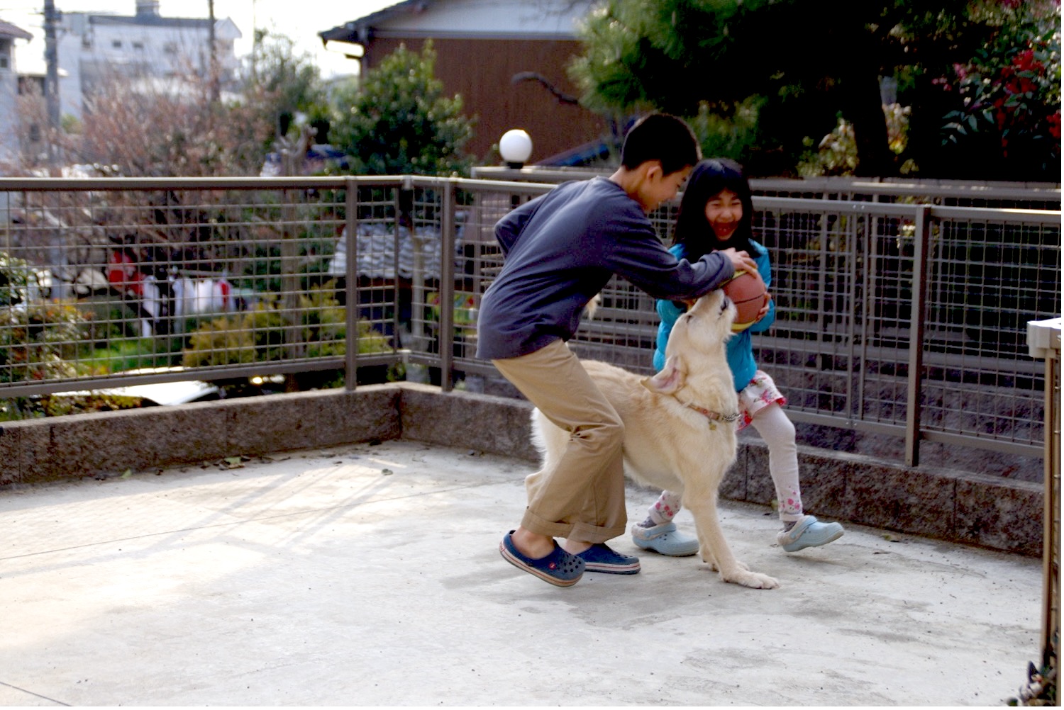 屋外で男の子と女の子と遊ぶ白い大型犬