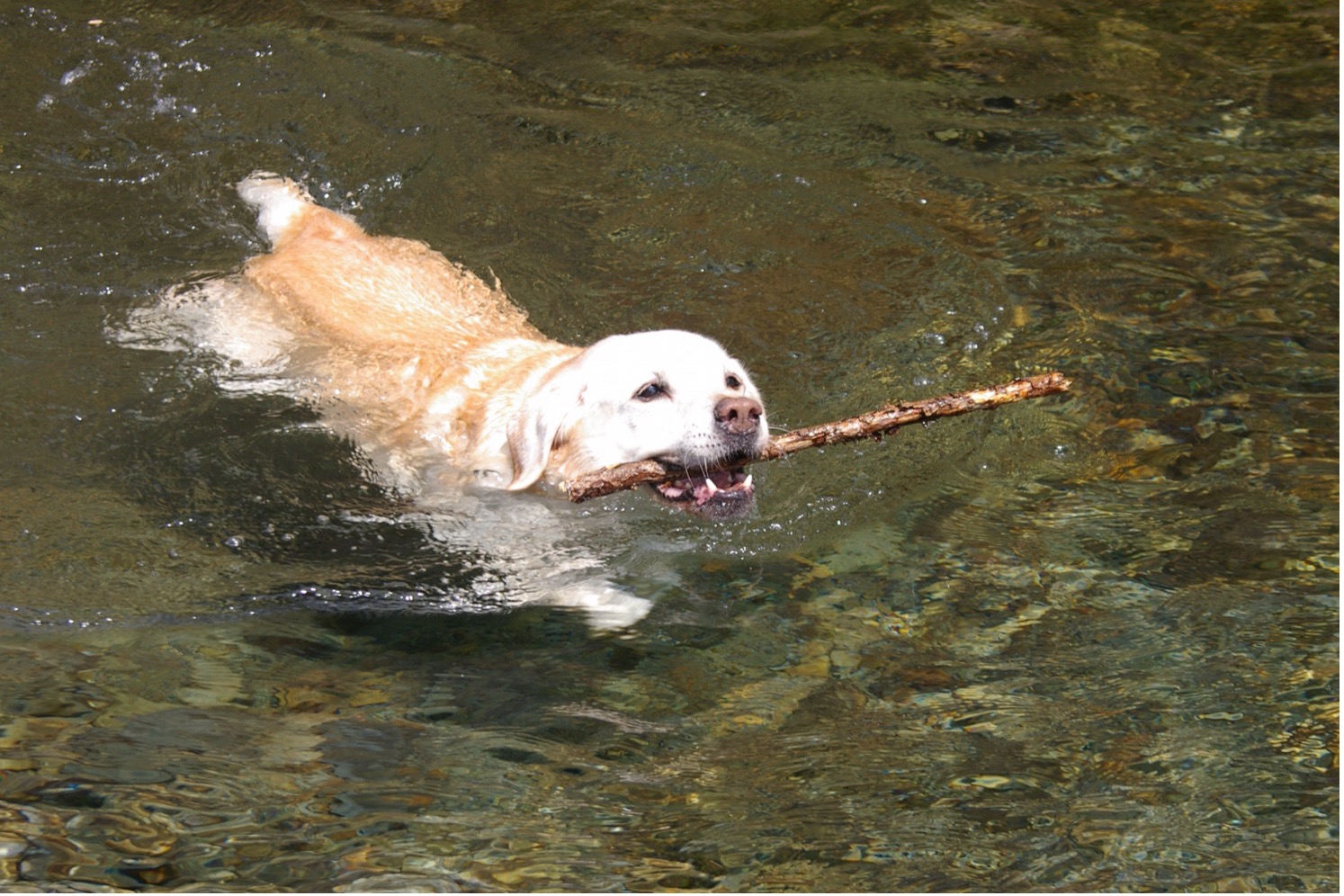 棒を咥えて川の中を泳ぐラブラドルレトリバー