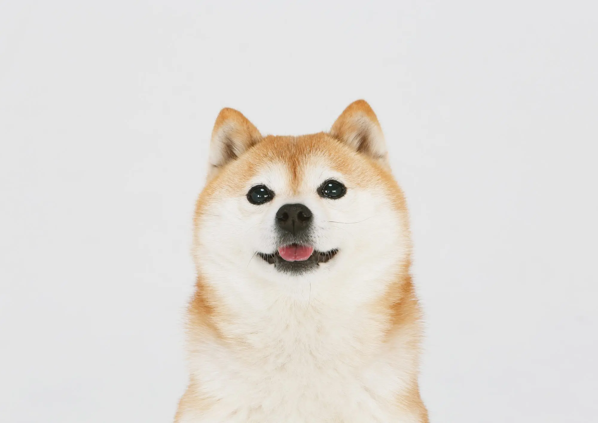 秋田犬と柴犬の違いがまる分かり！特徴・飼い方・会える場所まで徹底ガイド – 大型犬のための情報メディアBIG DOG LUCK ビッグドッグラック