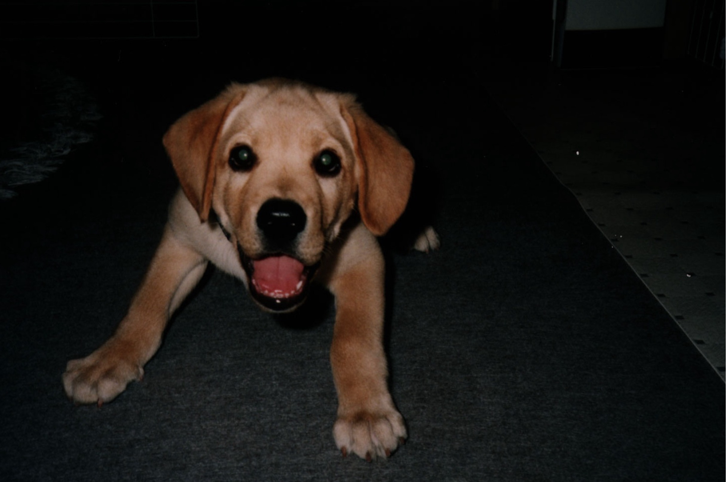 暗い中にいるラブラドルレトリバーの子犬