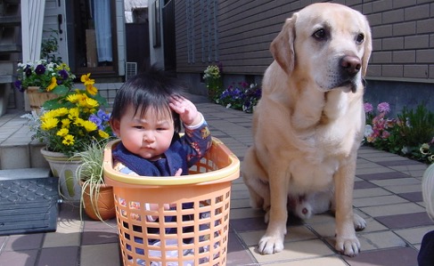 ラブラドルレトリバーと洗濯カゴに入った赤ちゃん
