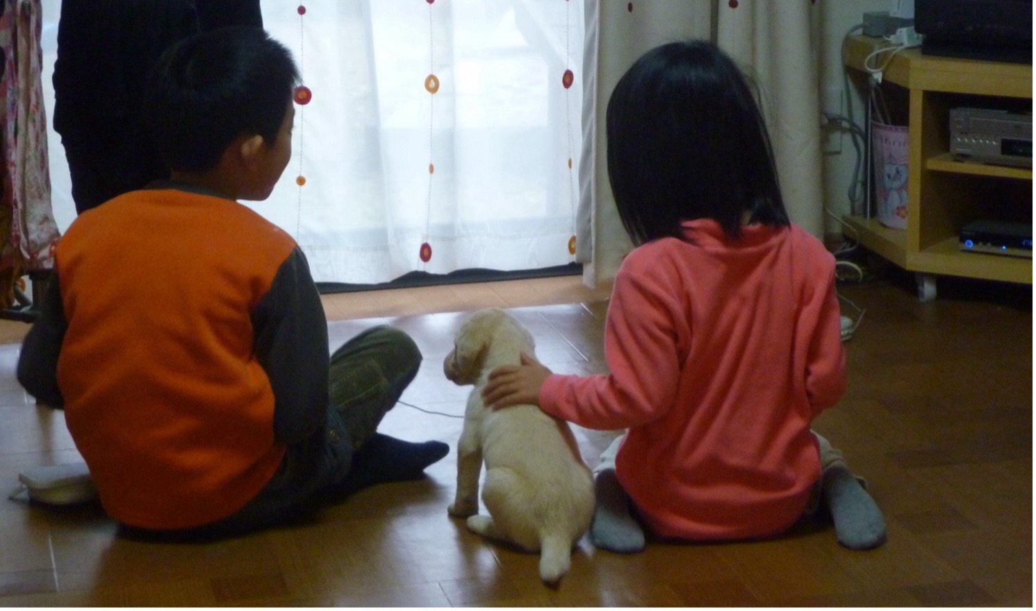 部屋の中に座る白くて小さな犬の赤ちゃんと小学生くらいの男の子と女の子の後ろ姿