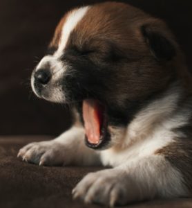 大きなあくびをする犬