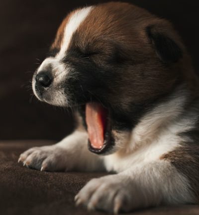 大型犬ブログメディア 大型犬ブログメディア画像