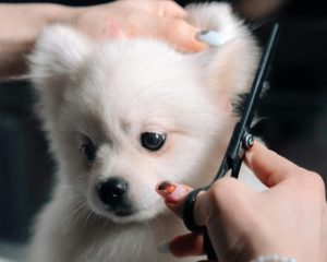 耳の毛をカットされている白い小さなポメラニアン