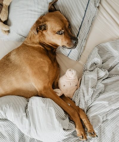 ベッドに横になる茶色い犬
