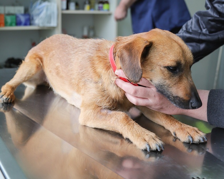 診察台の上で伏せをする茶色い犬