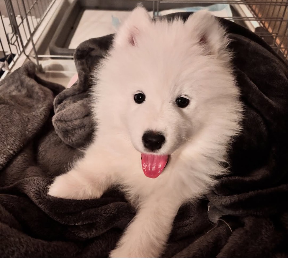 毛布に包まれた舌を出しているサモエド