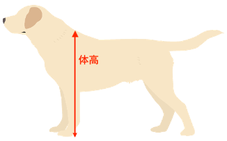 犬の体高の図解