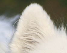 白くて三角の立ち耳のアップ