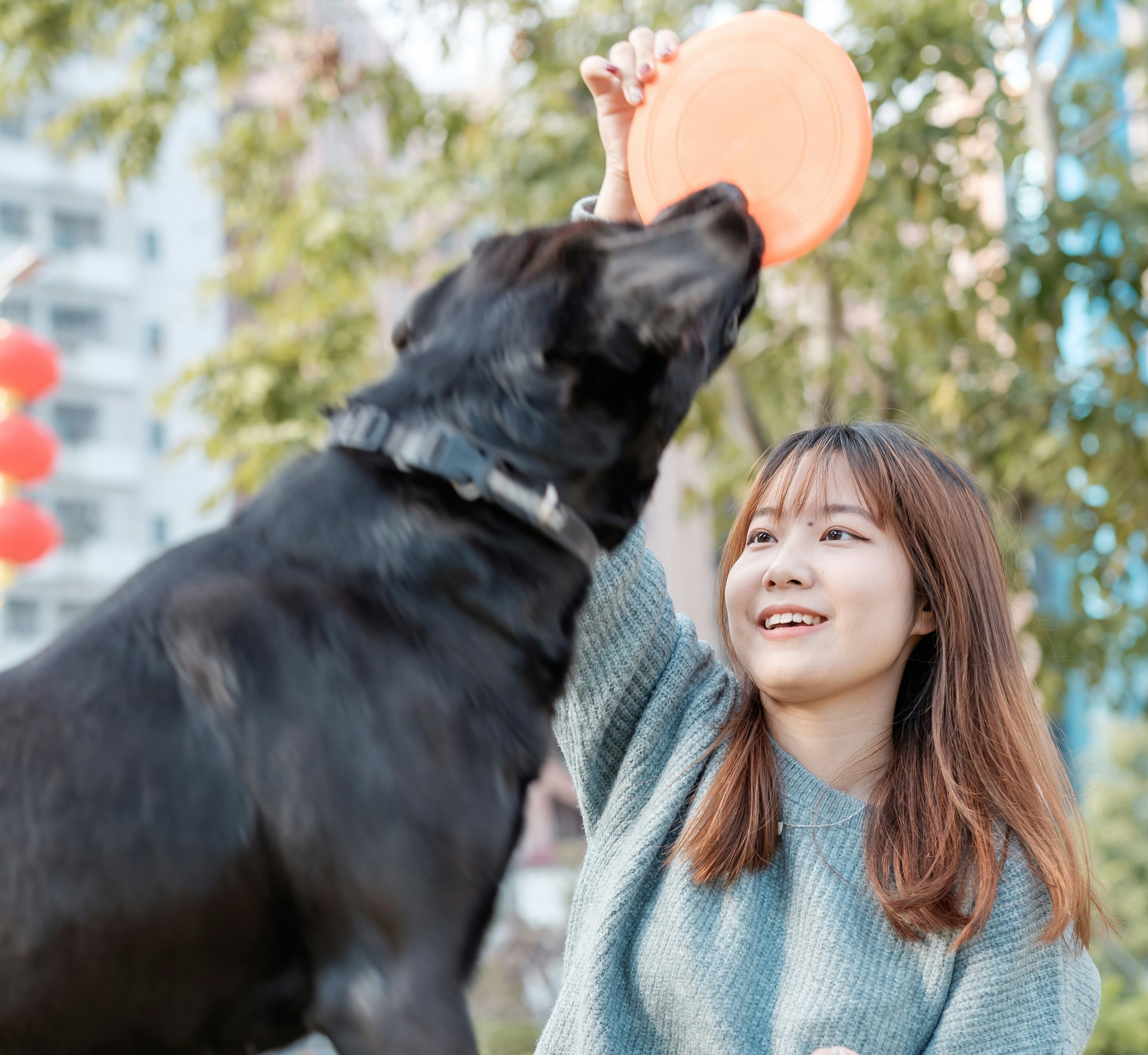 芝生に座ってフリスビーを掲げる女性とそれを咥える黒い大型犬