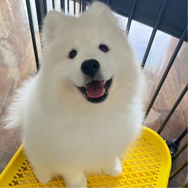 こちらを見上げるサモエドの子犬