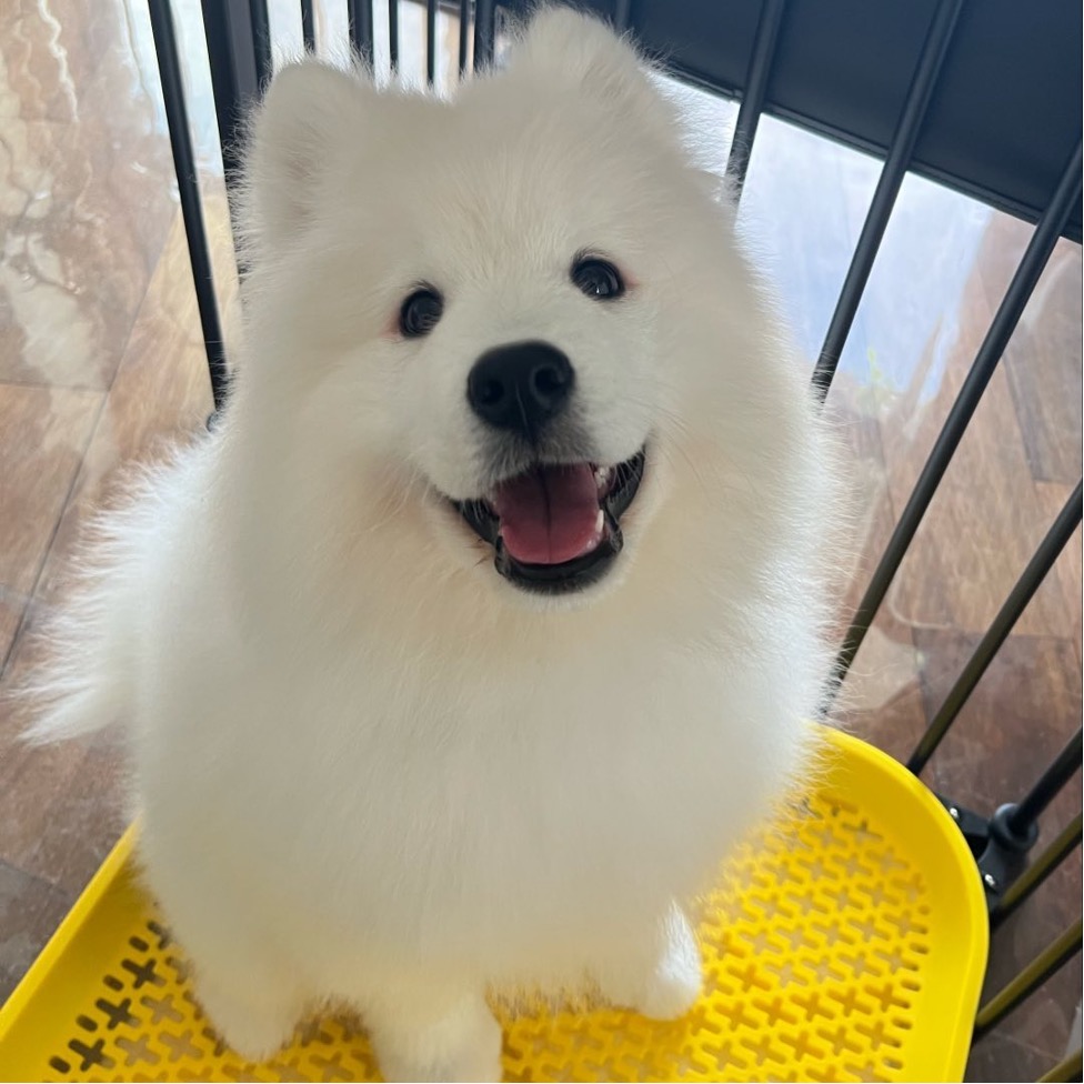 大型犬ブログメディア 大型犬ブログメディア画像