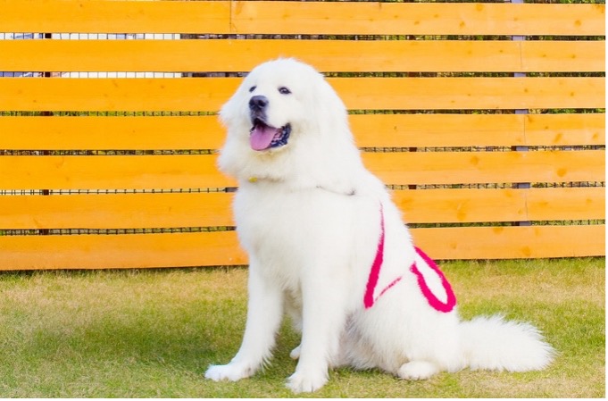 おすわりするグレートピレニーズ