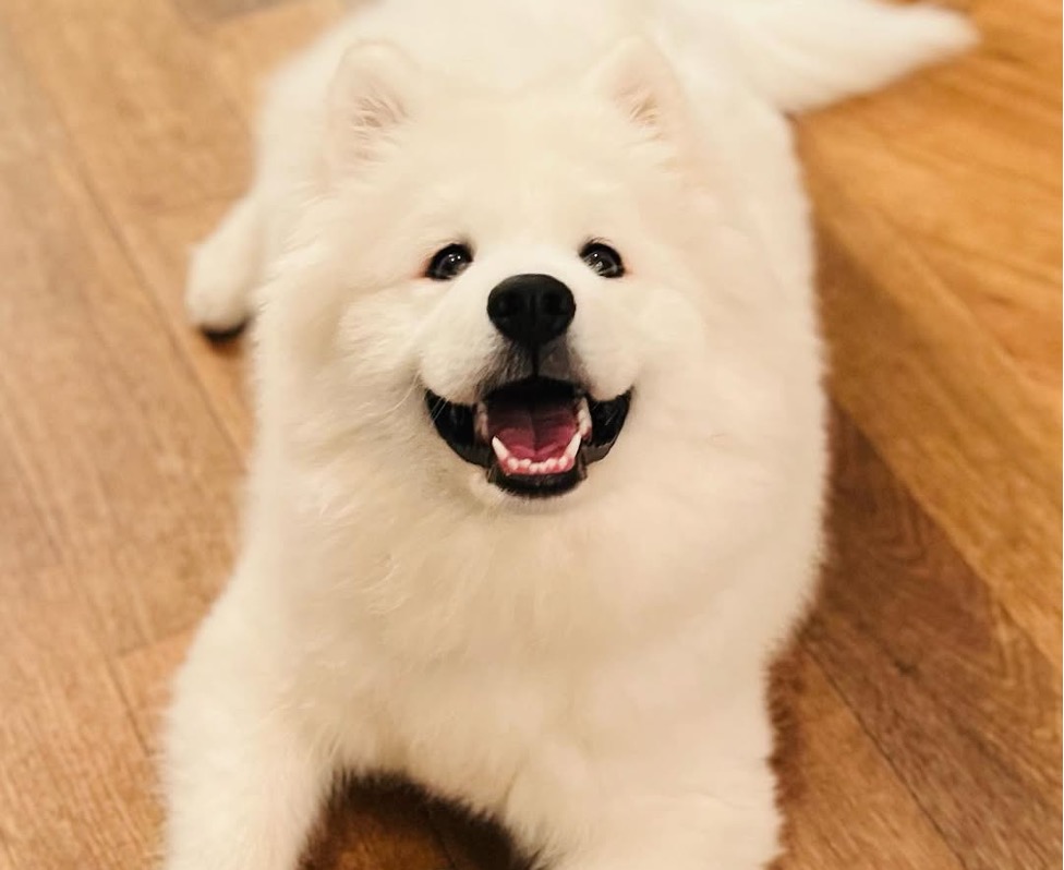ゆかに伏せしてこちらを見上げるサモエド