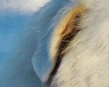 白い小さめの垂れ耳のアップ