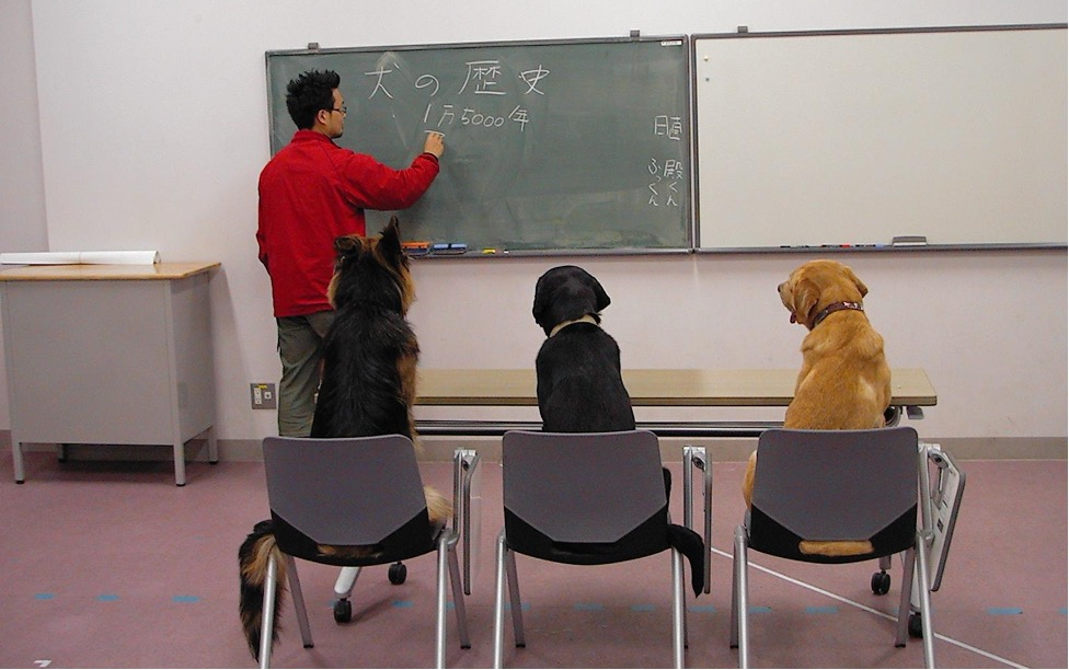 人間用の椅子に座って講義を受ける大型犬
