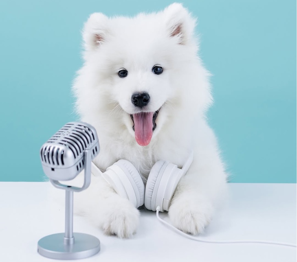 ヘッドホンを肩にかけてマイク前のサモエド