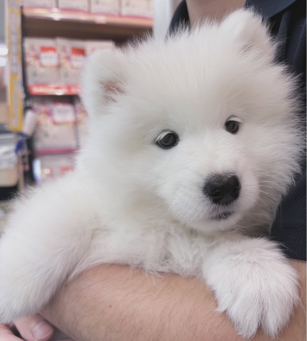 抱っこされているふわふわのサモエド