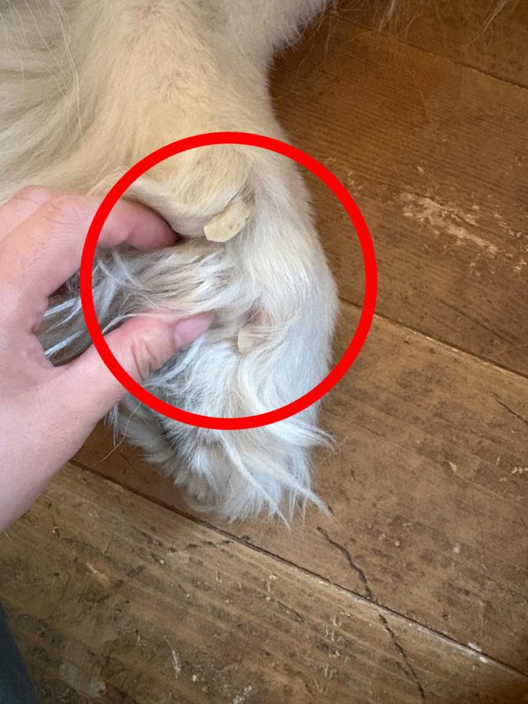 後ろ足の爪の様子を拡大した写真