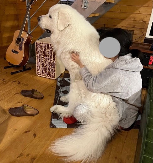 あぐらをかいた女性の上に座っているグレートピレニーズ