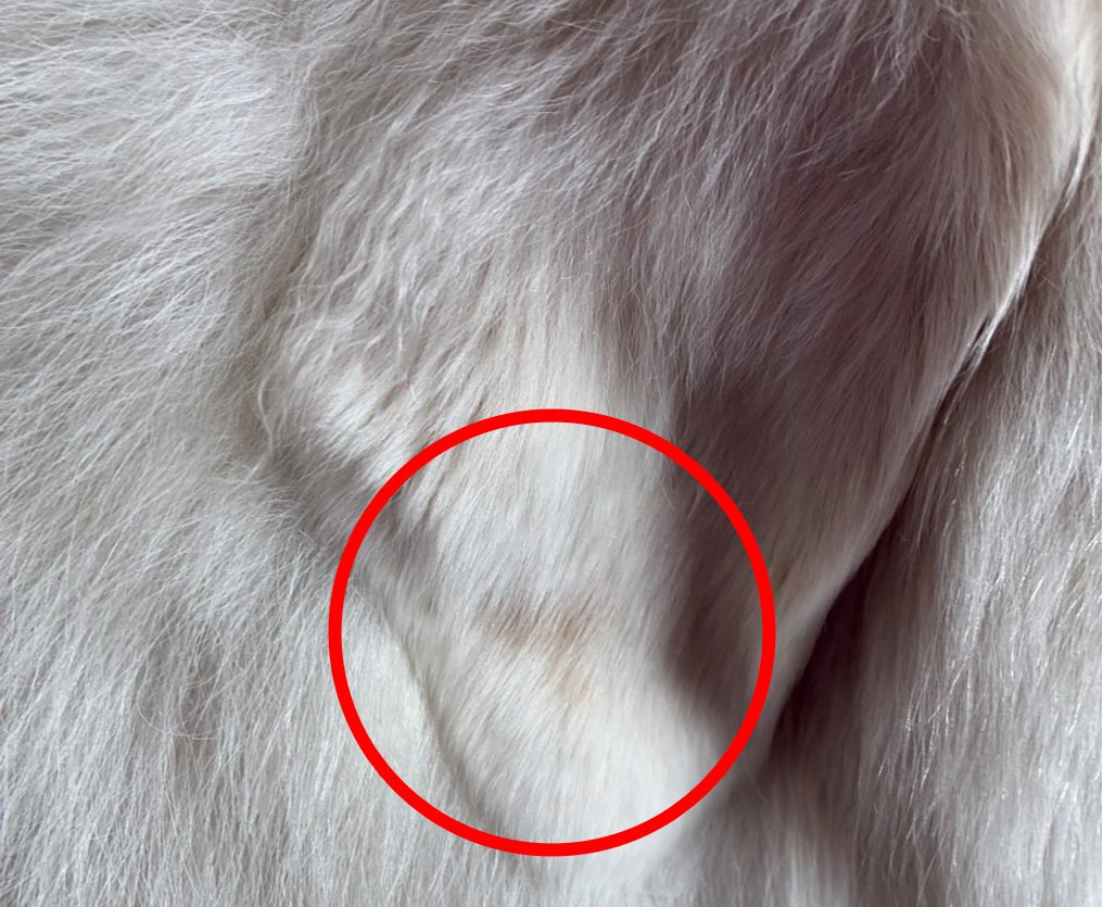 グレートピレニーズの右耳の茶色いシミを拡大した様子。
