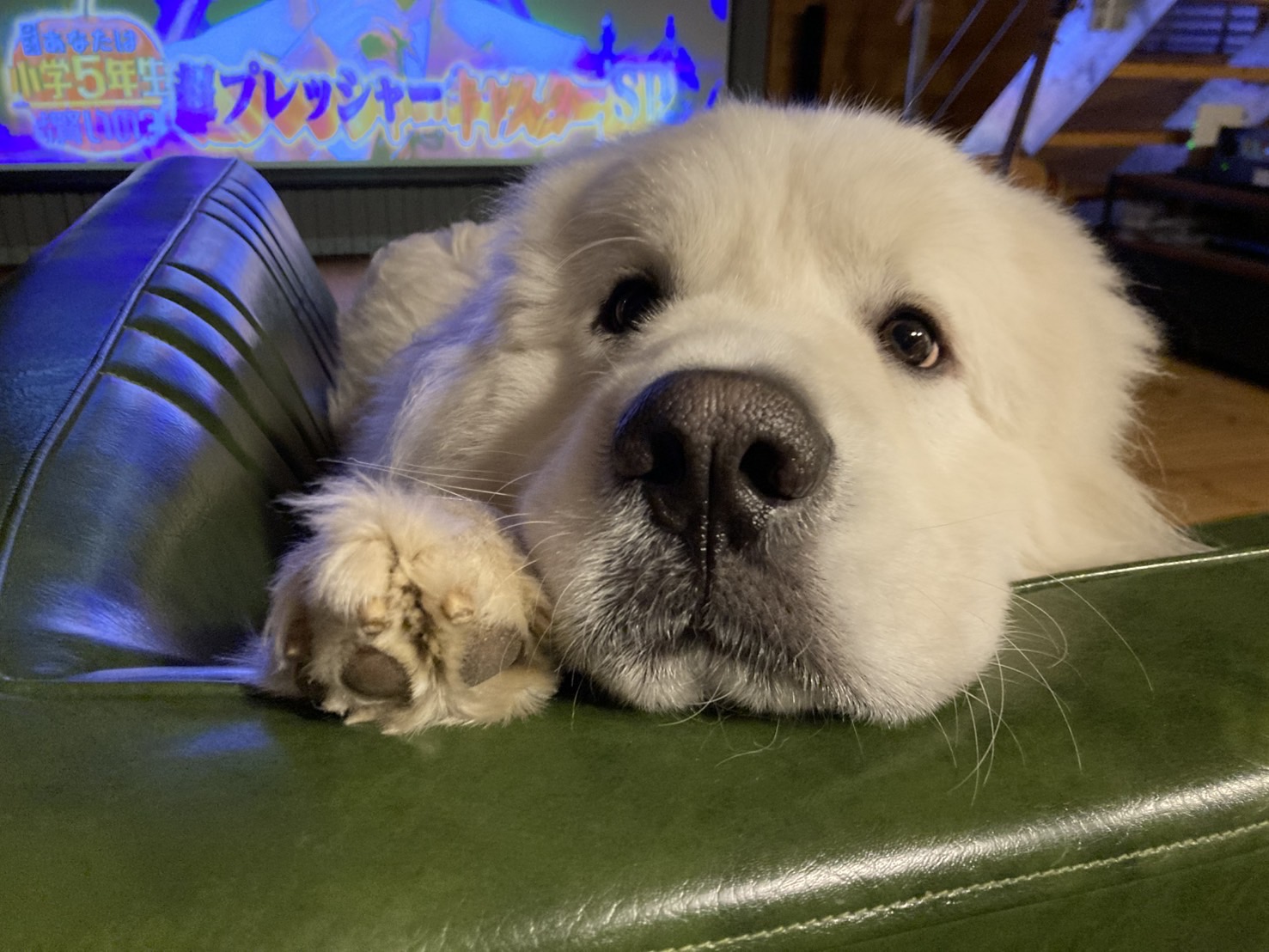 緑のソファの背もたれに顔をちょこんと乗せているグレートピレニーズのぼんじょびくん。