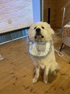 よだれかけをつけてお座りしながらこちらを見ているグレートピレニーズ