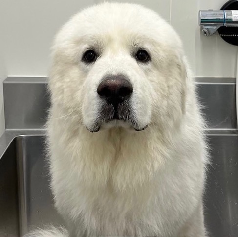 大型犬ブログメディア 大型犬ブログメディア画像