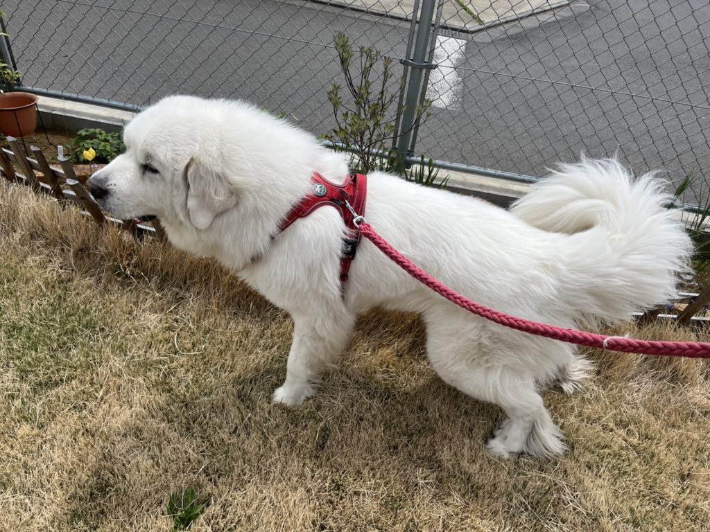 赤いリードをつけて芝生の上を散歩するグレートピレニーズ。