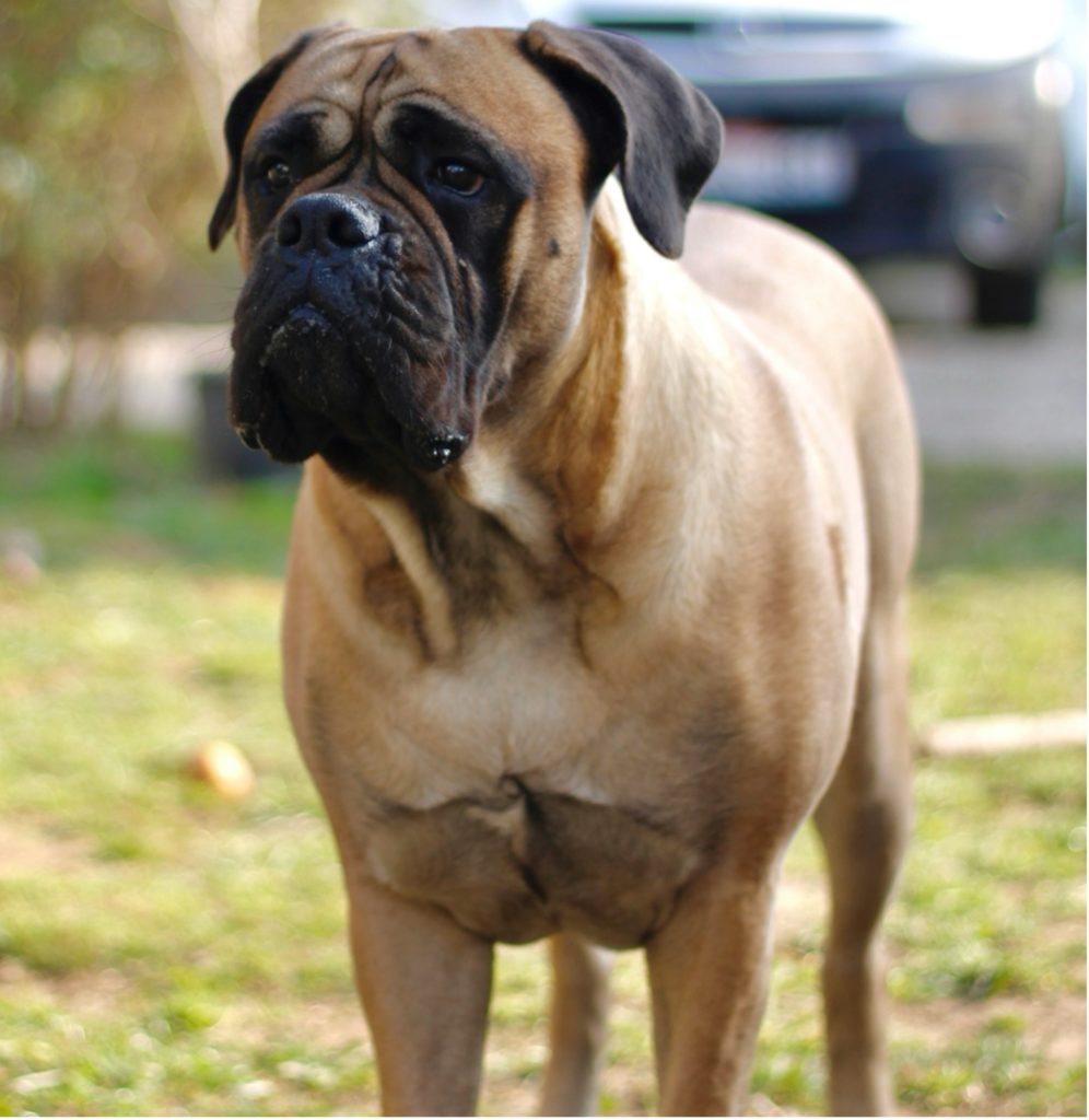 芝生の上に立っている茶色のブルマスティフがどこかを見つめている様子。