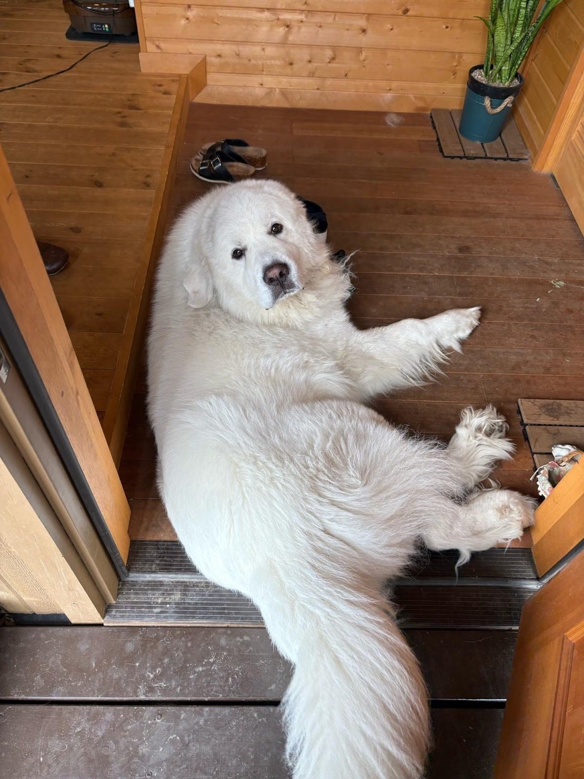 家の床で横向きに寝そべりながら、真顔でこちらを見ているグレートピレニーズ。