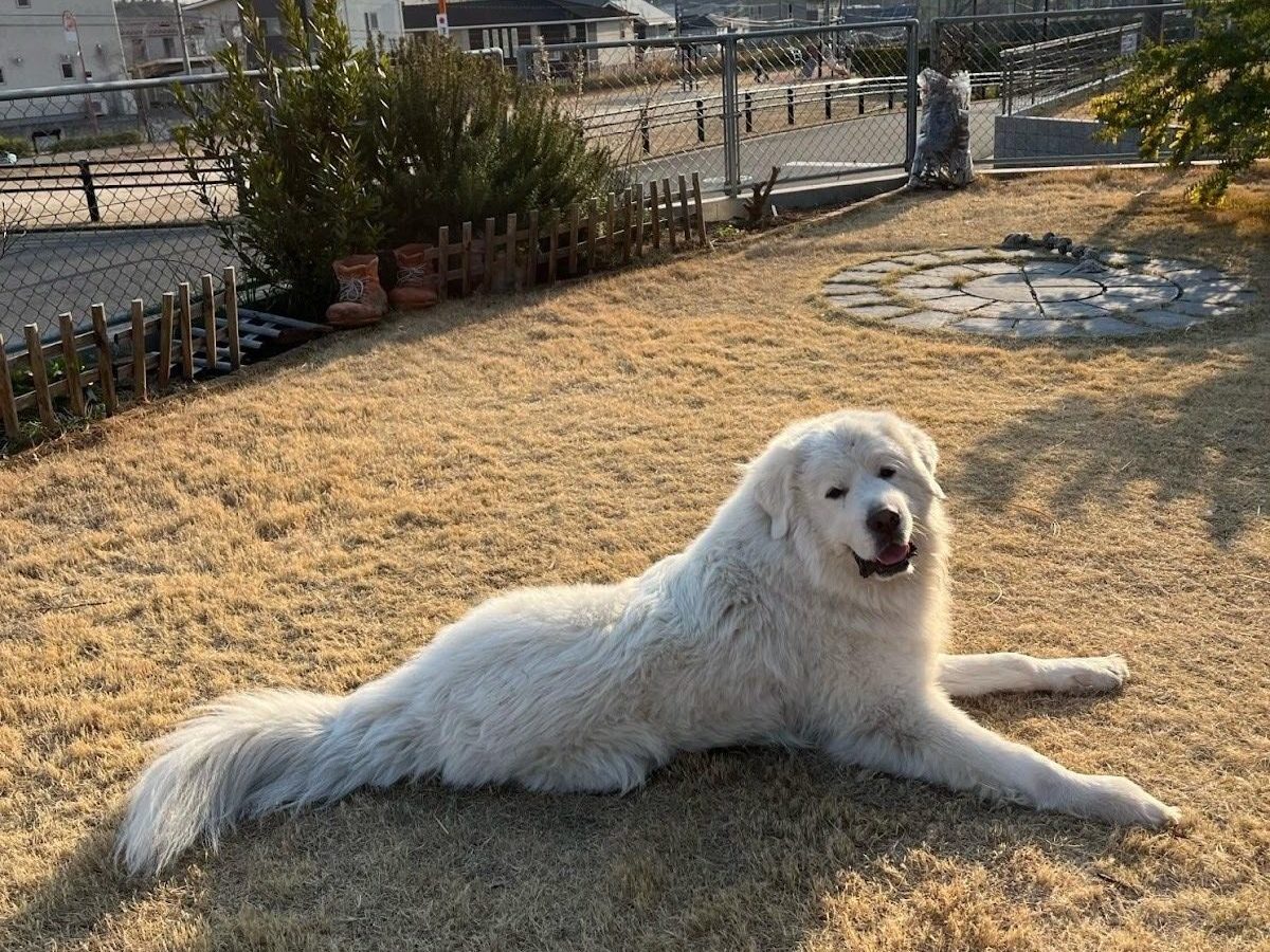 芝生の上で寝そべりながらこちらを見ているグレートピレニーズ
