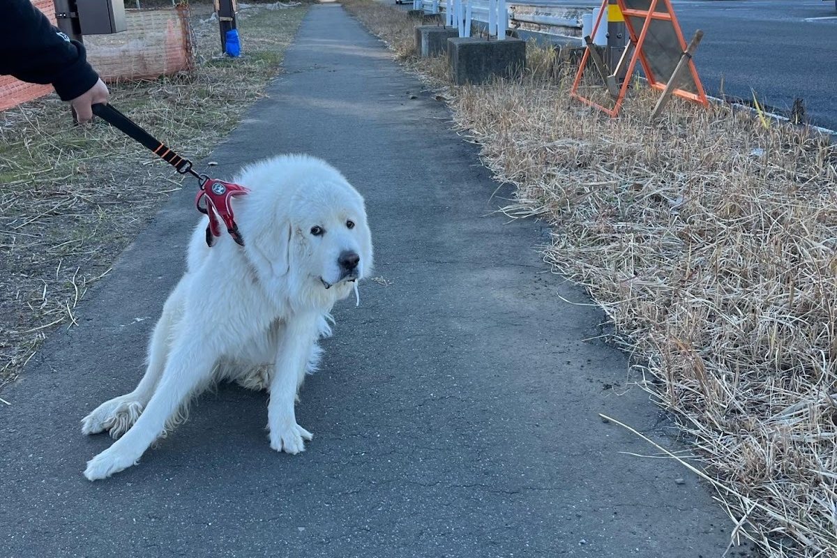 リードで引っ張られているが、嫌そうにしてその場を動かないグレートピレニーズ。