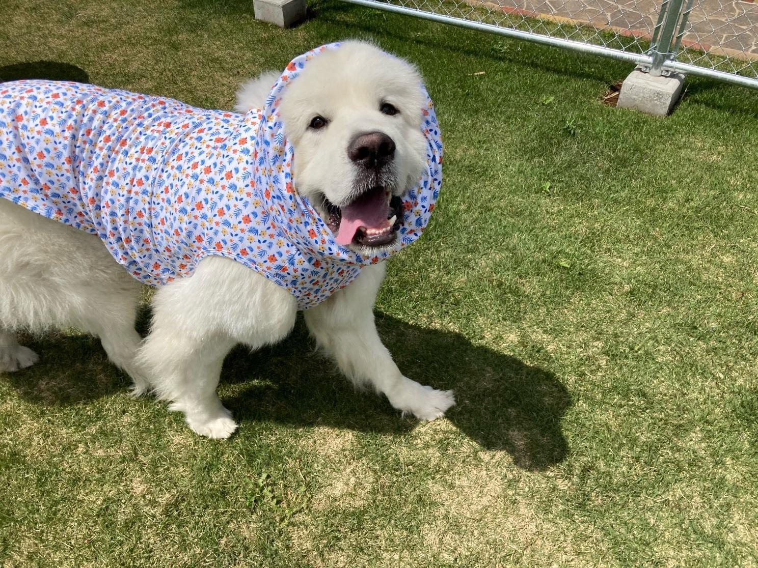 洋服を着てこちらを見ながら楽しそうに芝生の上を歩いているグレートピレニーズ。