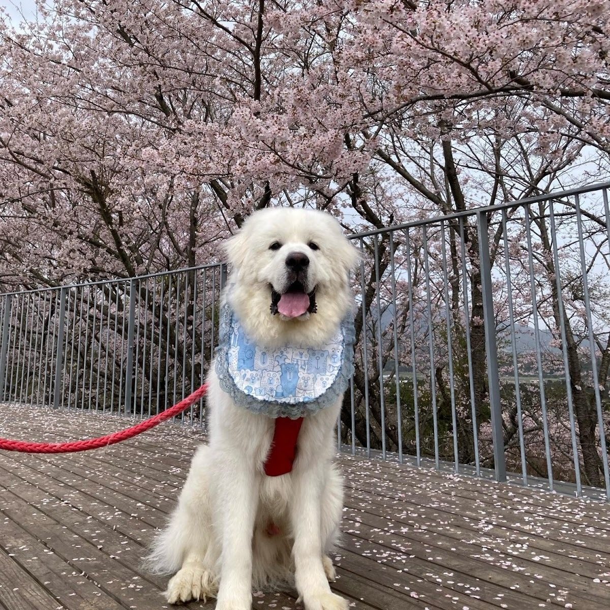 桜の木の下で、涎掛けをかけながらお座りしているグレートピレニーズ。