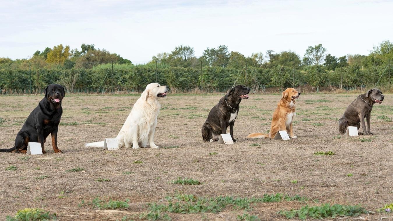 訓練犬５頭が芝生の上で並んで座っている
