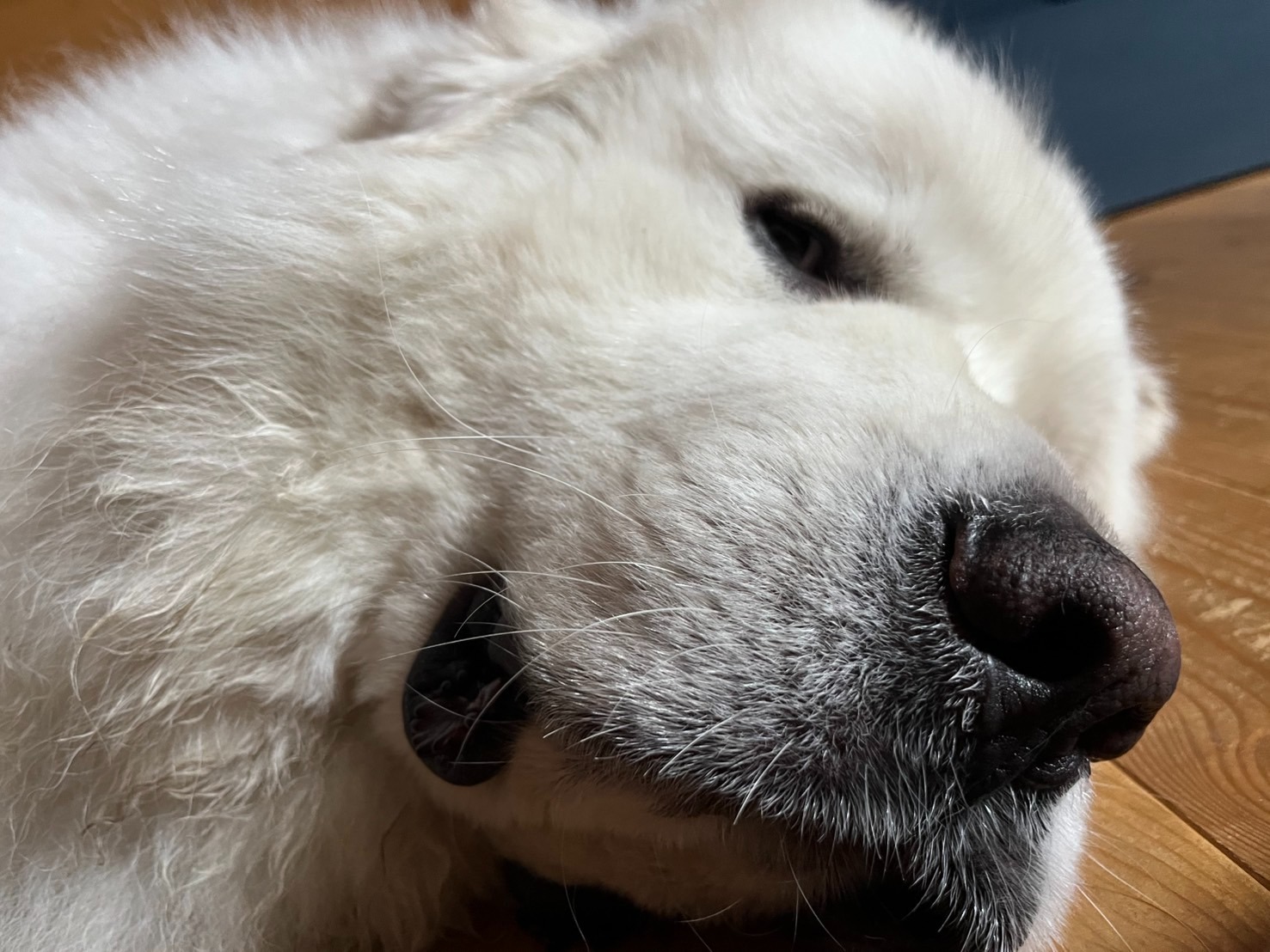 床に寝そべったグレートピレニーズの顔の拡大写真。