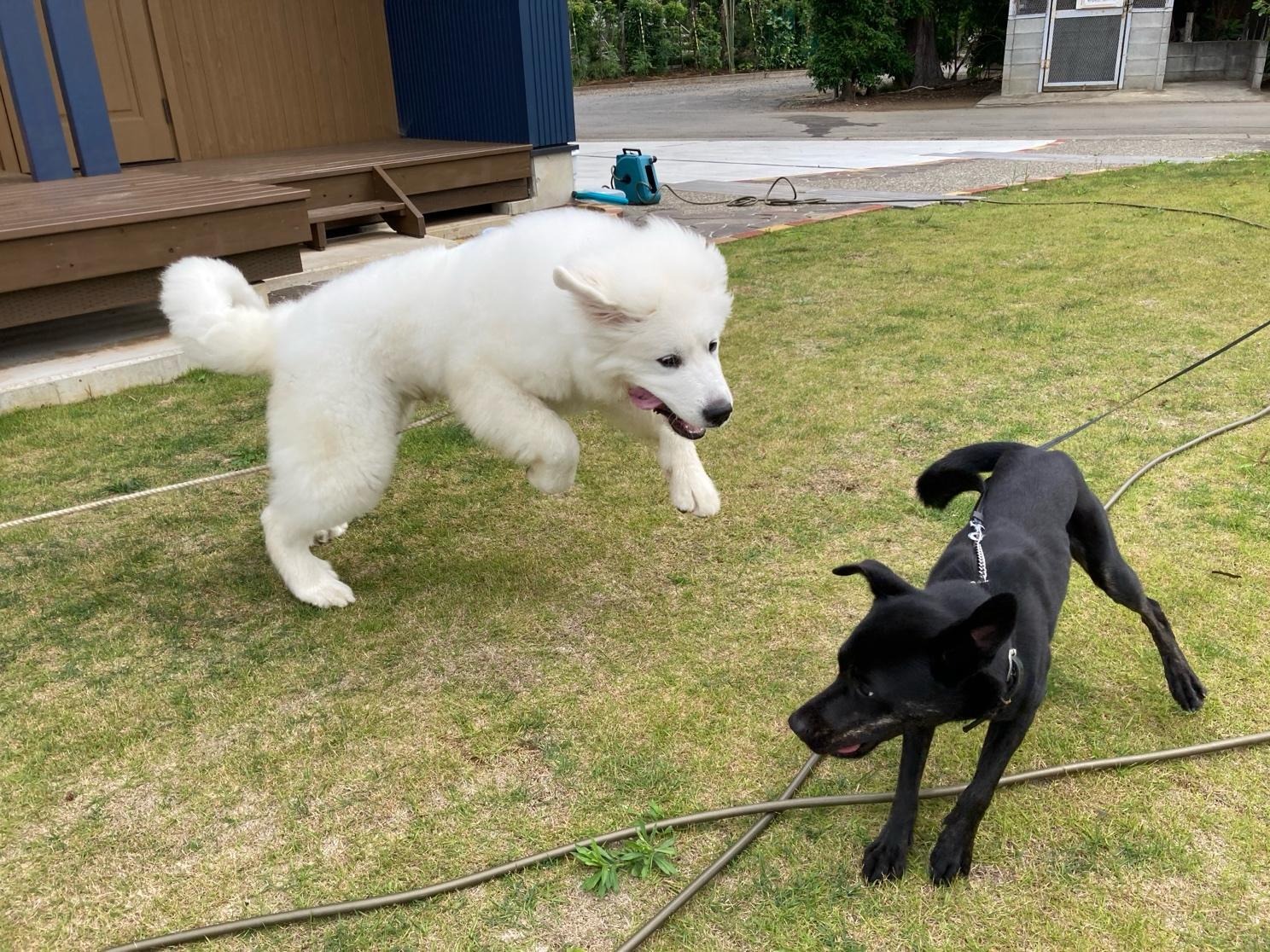 グレートピレニーズが黒い犬に飛びかかるようにして遊んでいる様子。