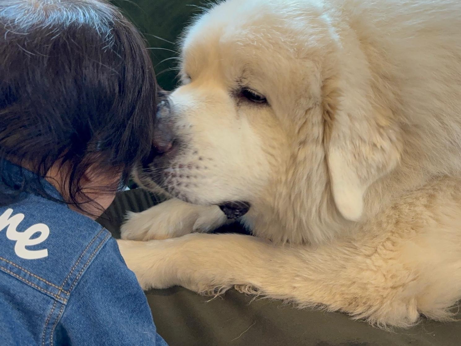 赤ちゃんの顔に鼻先をそっと寄せながら、優しい表情で赤ちゃんを見つめているグレートピレニーズ。