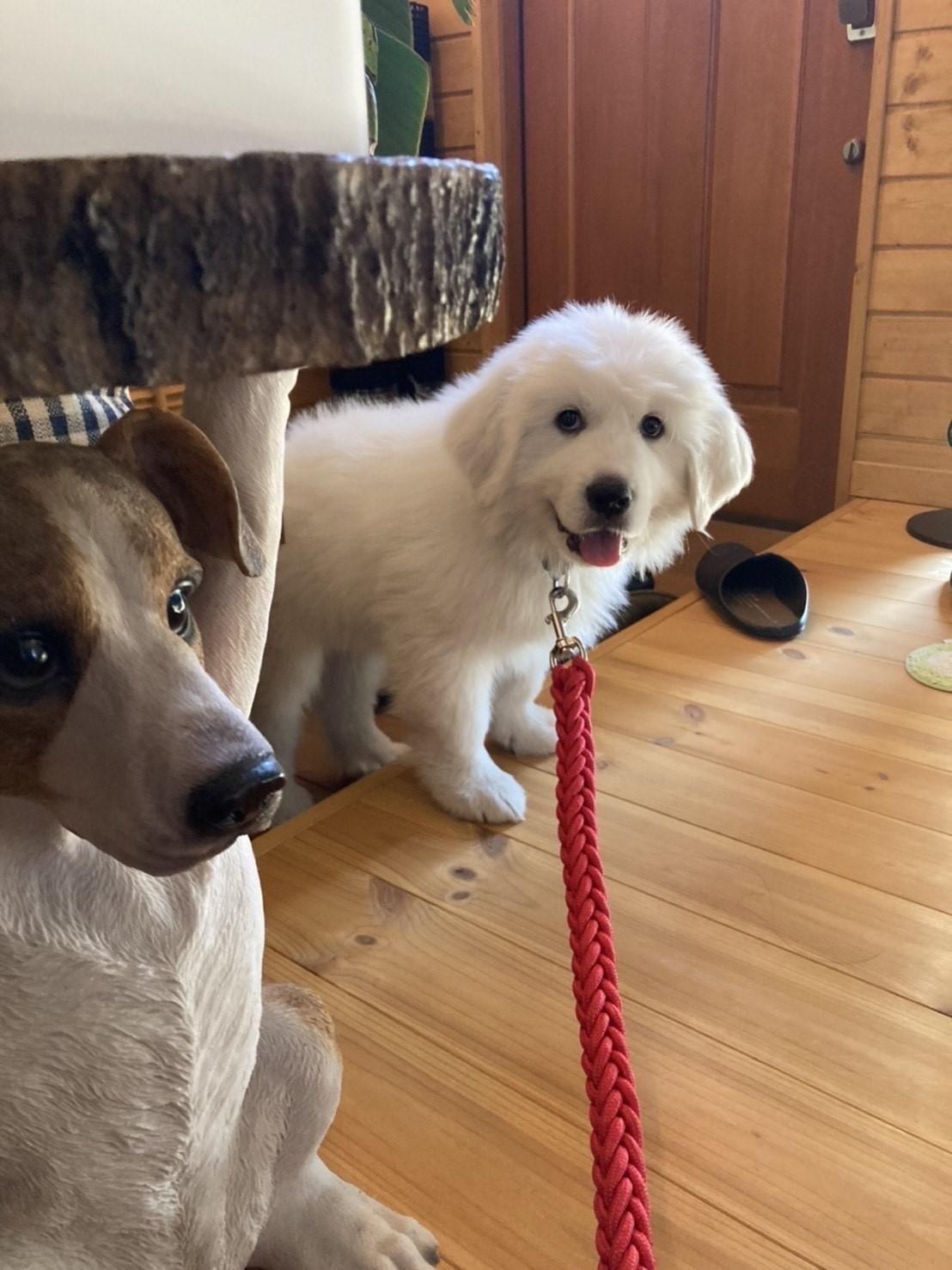 机越しにこちらを見つめている赤ちゃんグレートピレニーズ