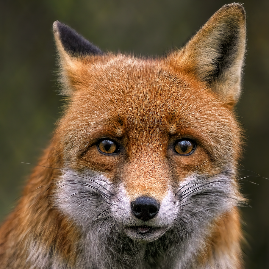 茶色のきつねがじっとこちらを見つめている様子。