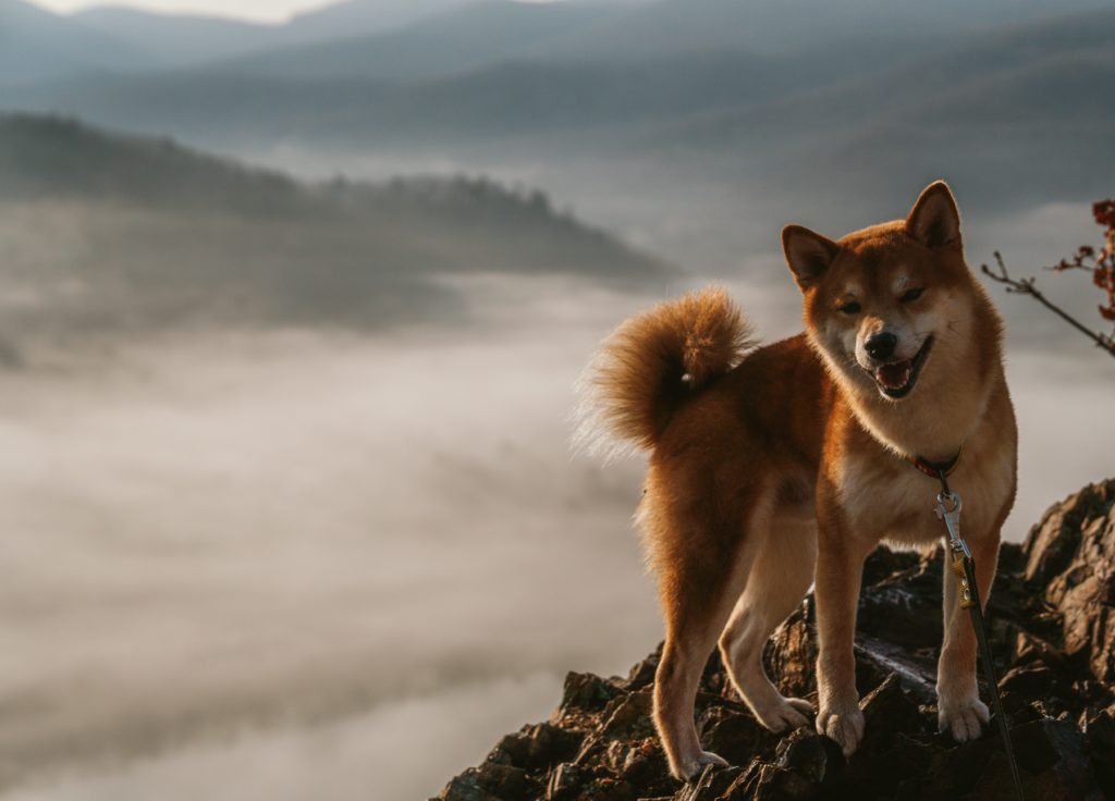 雲の上の岩山に立っている白と茶色の日本犬。